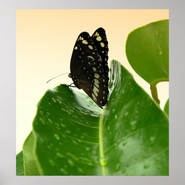 bb fli 2 poster (Framsidan)