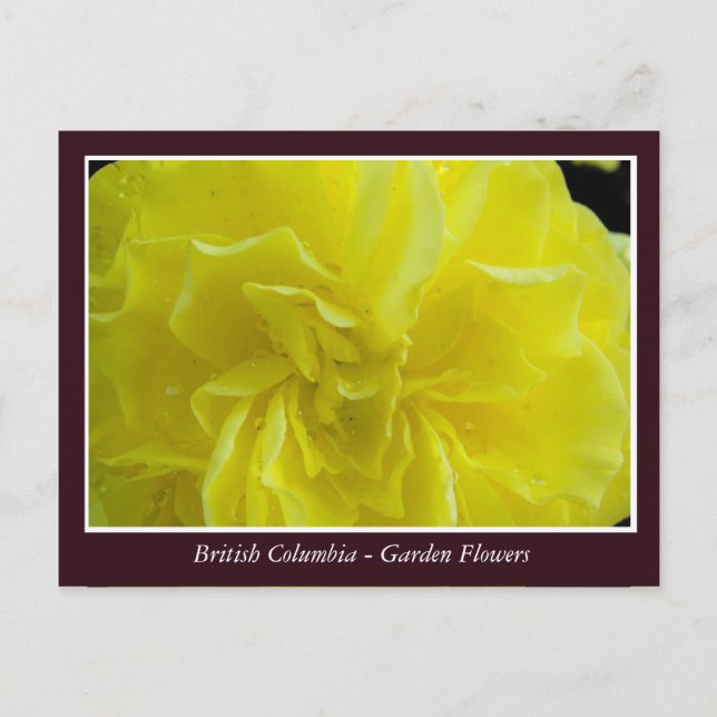 BC-trädgårdsblommor Vykort (Framsida)