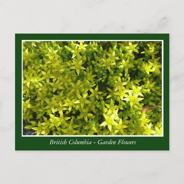 BC-trädgårdsblommor Vykort (Framsida)