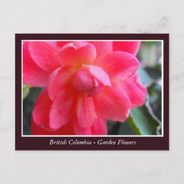 BC-trädgårdsblommor Vykort