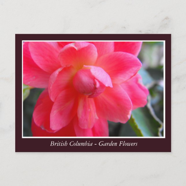 BC-trädgårdsblommor Vykort (Framsida)