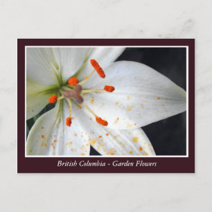 BC-trädgårdsblommor Vykort