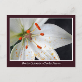 BC-trädgårdsblommor Vykort