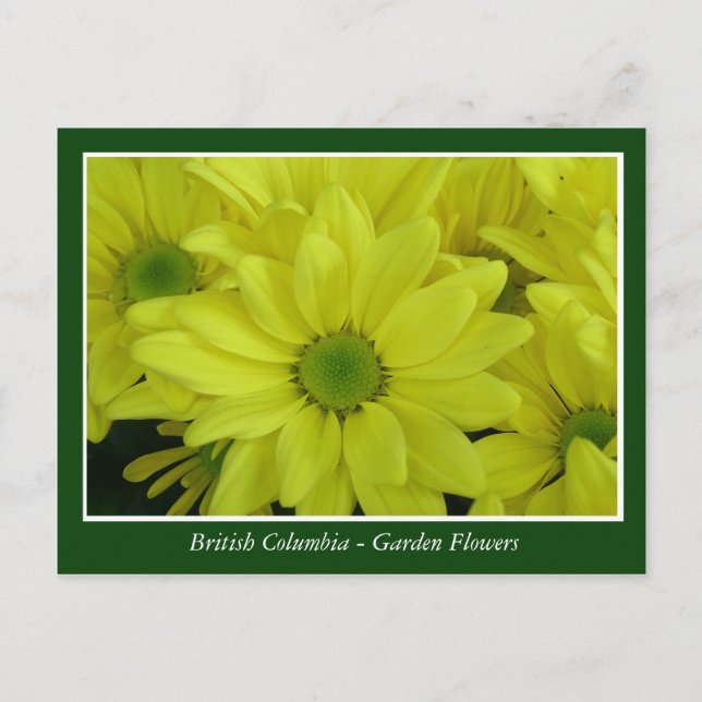 BC-trädgårdsblommor Vykort (Framsida)
