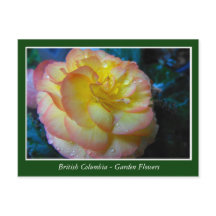 BC-trädgårdsblommor