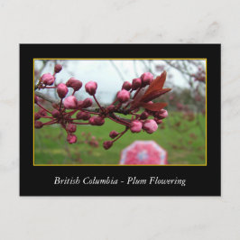 BC, vår plum blommar Vykort