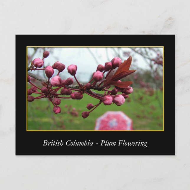 BC, vår plum blommar Vykort (Framsida)