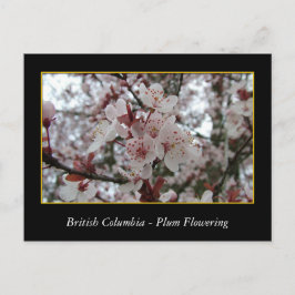 BC, vår plum blommar Vykort