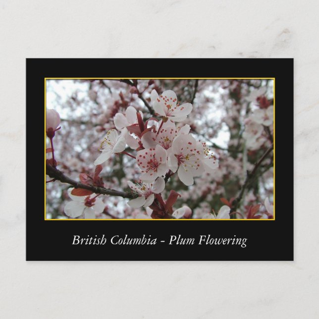 BC, vår plum blommar Vykort (Framsida)