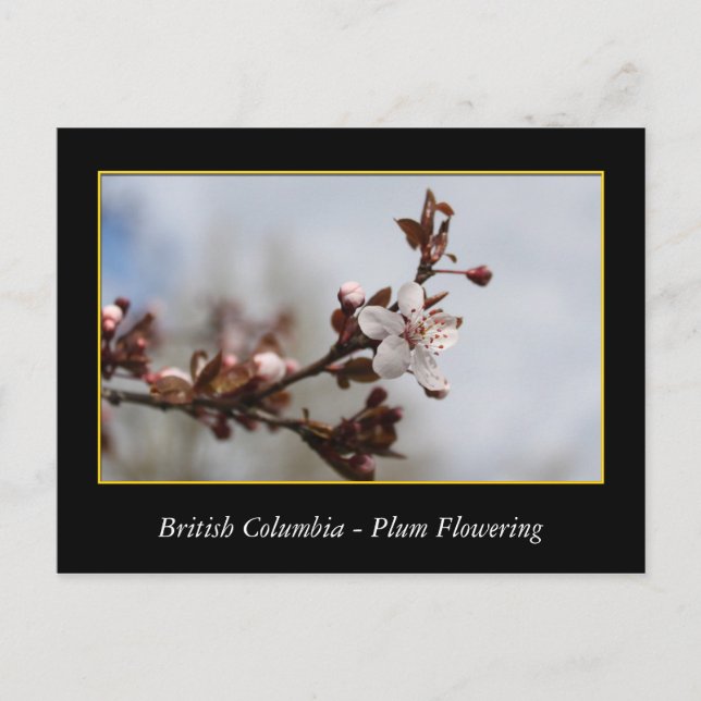 BC, vår plum blommar Vykort (Framsida)