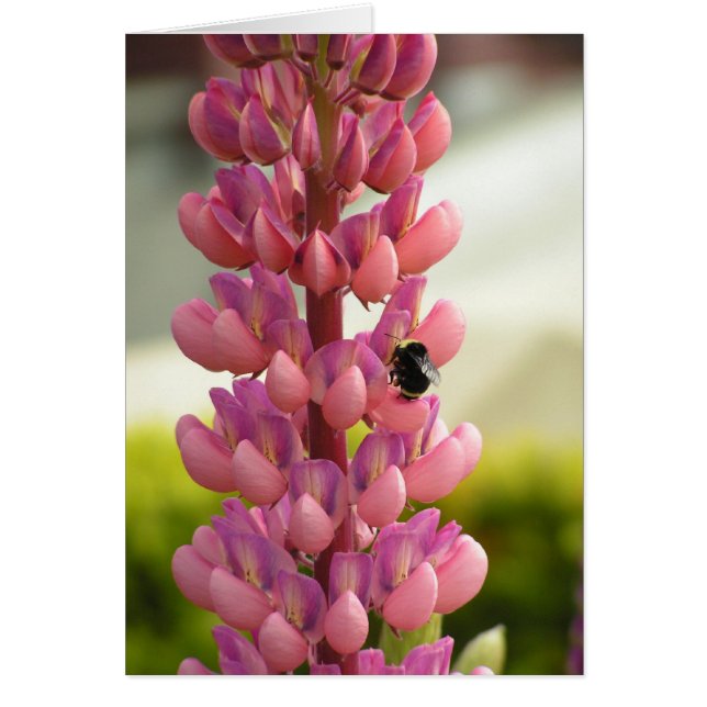 Be 5x7-kort hälsningskort (Framsidan)