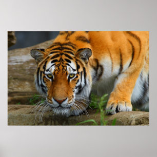 Be av kronjakt på bengal Tiger Poster