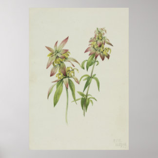 Be Balm (Monarda punctata) Poster