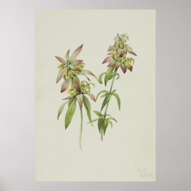 Be Balm (Monarda punctata) Poster (Framsidan)