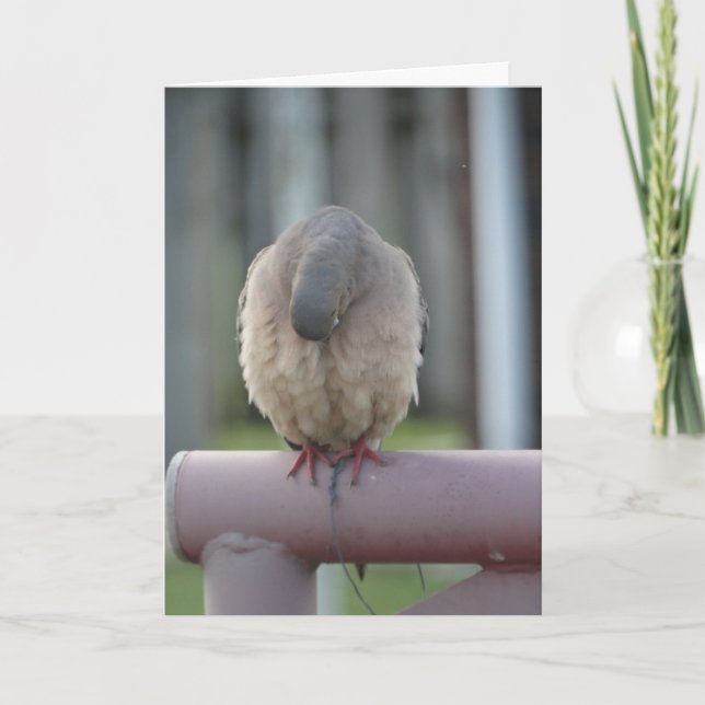 Be duvan kort (Framsida)