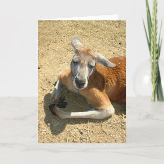 be för känguru kort