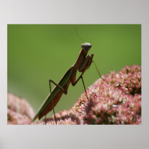 Be Mantids Poster