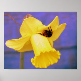 Be på Daffodil Poster