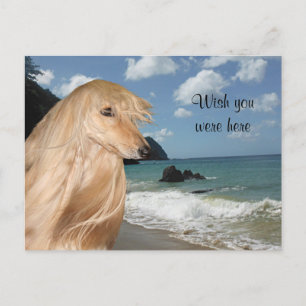 Beach afghan hound vykort