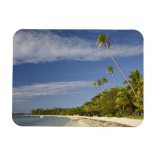 Beach and handflatan träd, Plantation Island Resor Magnet
