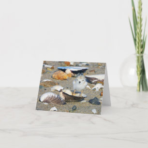 Beach Baby Pipe Plover Chick Seashells Antecknings Anteckningskort