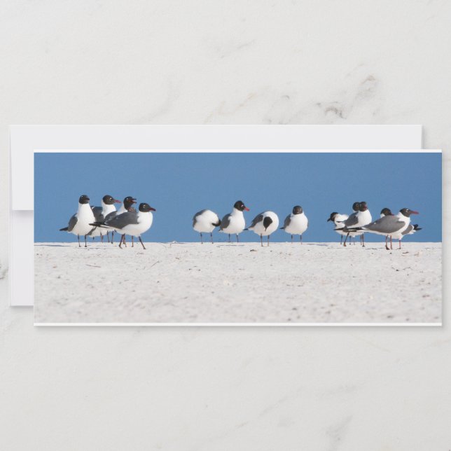 Beach Birds (Framsida)