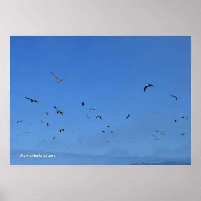 Beach Birds Poster (Framsidan)