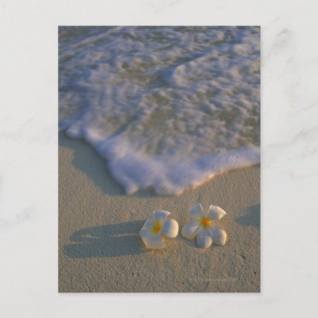 Beach-blomman Vykort (Framsida)