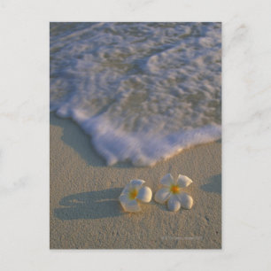 Beach-blomman Vykort