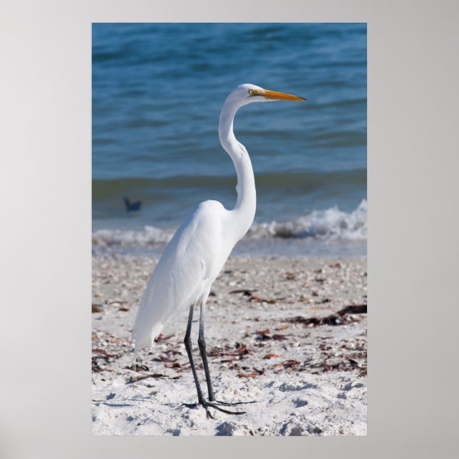 Beach-bum Heron Poster (Framsidan)