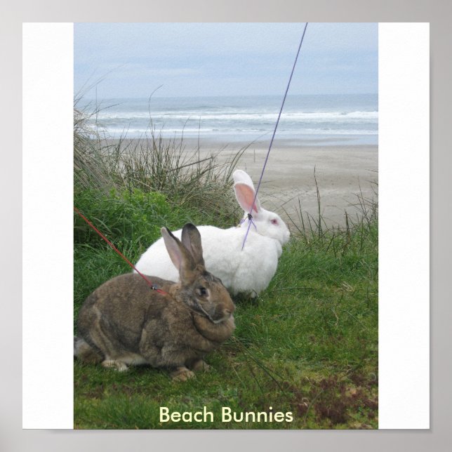 Beach Bunnies Poster (Framsidan)