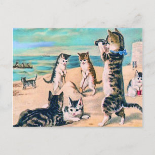 Beach Cats Vykort