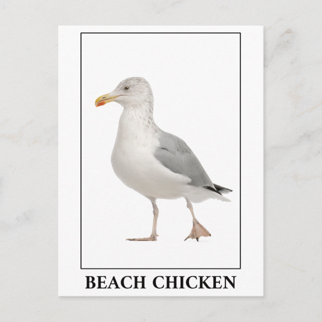 Beach Chicken - Fiskmås Gull Humor Vykort (Framsida)