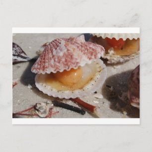 Beach Clam Vykort