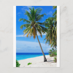 Beach Coconut Träd Vykort