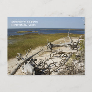 Beach Driftwood-vykort Vykort