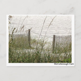 Beach Grass and Fence Vykort