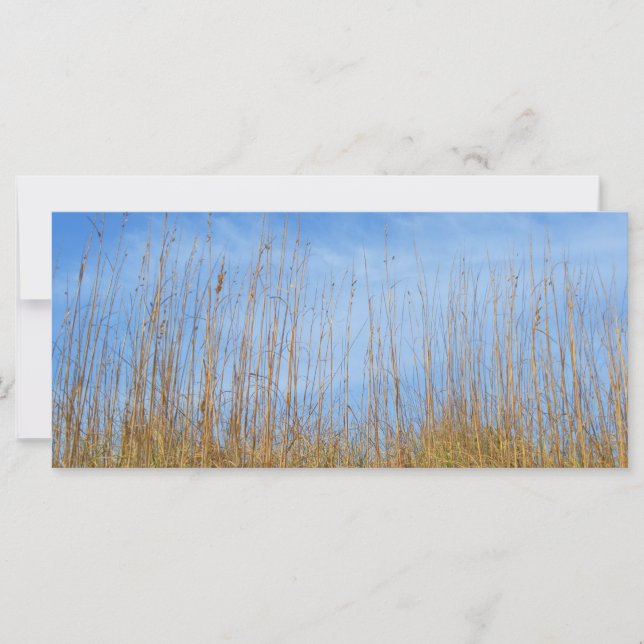 Beach Grass by Shirley Taylor (Framsida)