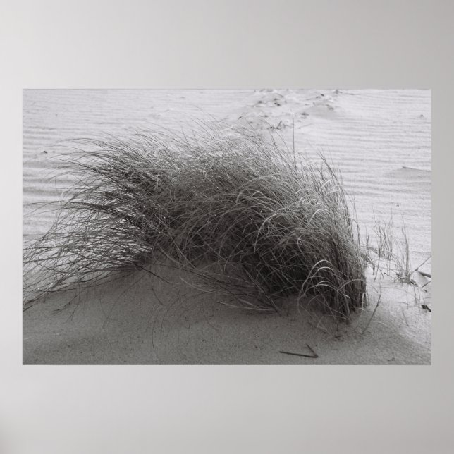 Beach Grass Poster (Framsidan)