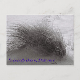 Beach Grass Rehotwo-vykort Vykort