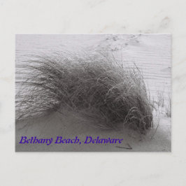 Beach Grasss Bethany-vykort Vykort