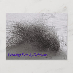 Beach Grasss Bethany-vykort Vykort