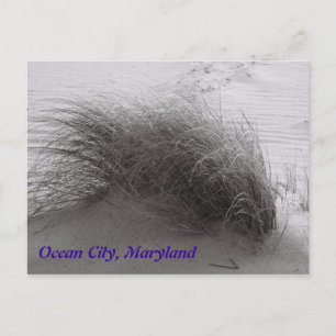 Beach Grasss Ocean City Postcard Vykort