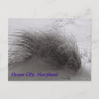 Beach Grasss Ocean City Postcard Vykort