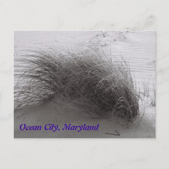 Beach Grasss Ocean City Postcard Vykort (Framsida)