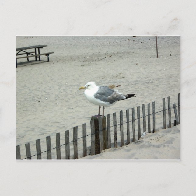 Beach Gull Vykort (Framsida)