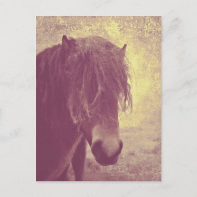 Beach Horse Vykort (Framsida)