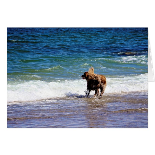 Beach-Hund OBS Kort (Framsidan Horizontal)