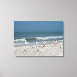 Beach Ibis Canvastryck