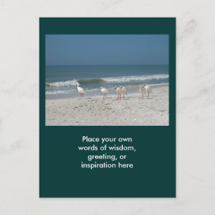Beach Ibis Vykort